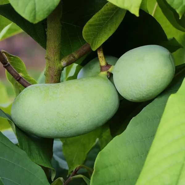 pawpaw sunflower