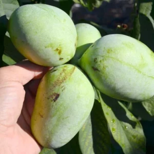 Pawpaw Rebecca's Gold altoit, în ghiveci, gata de plantare Frunze tinere de Asimina triloba Rebecca's Gold Fruct de pawpaw Rebecca's Gold cu pulpă galbenă cremoasă Detaliu altoi la pomul de pawpaw Rebecca's Gold Pom de pawpaw Rebecca's Gold cu etichetă de soi