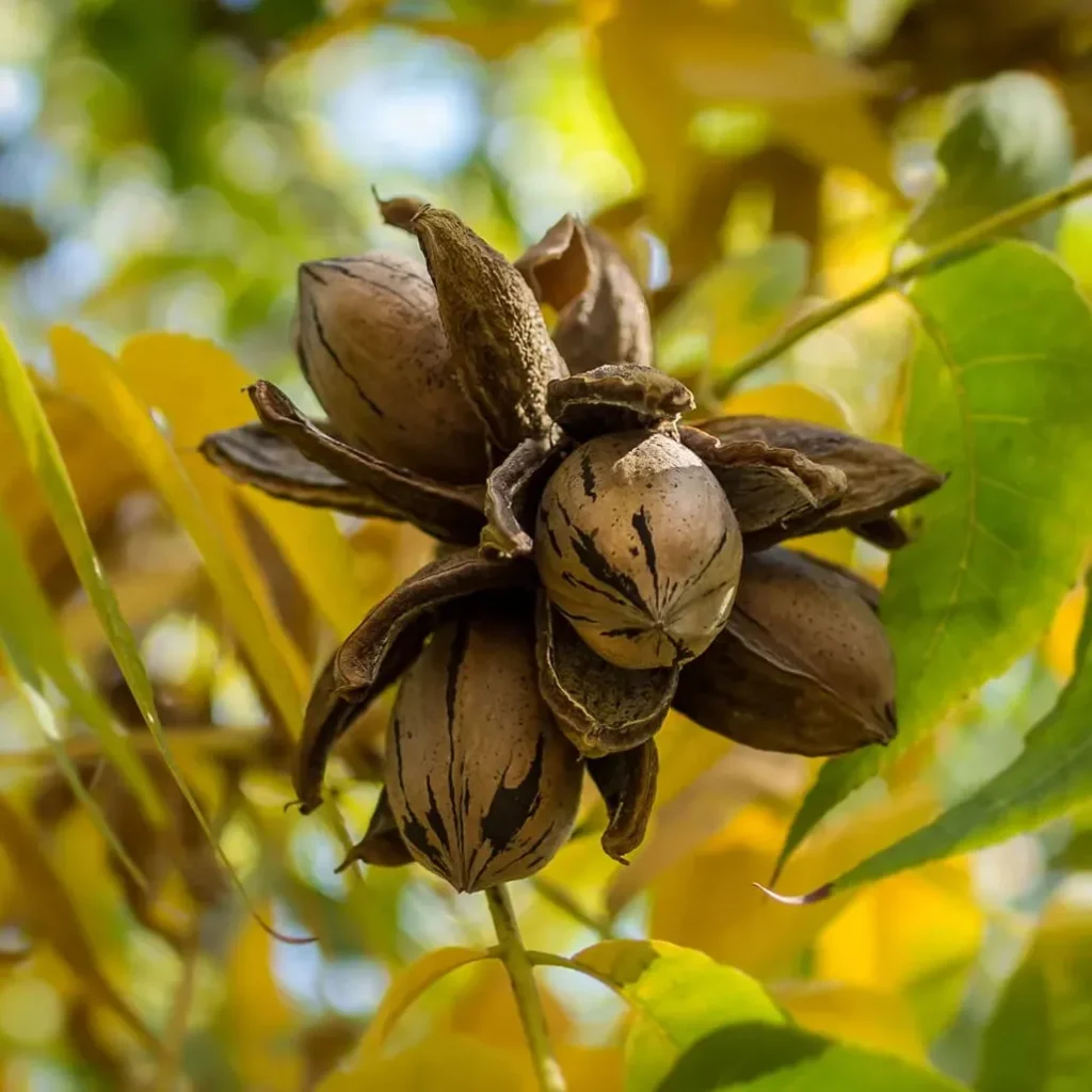 nuc pecan pomiexotici.ro