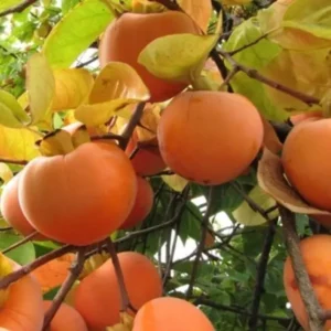 kaki persimmon O'gosho