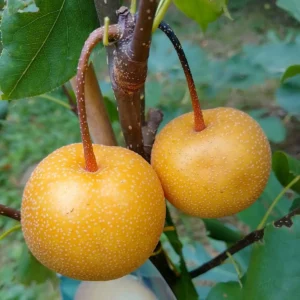Fructe de nashi soiul Shinseiki