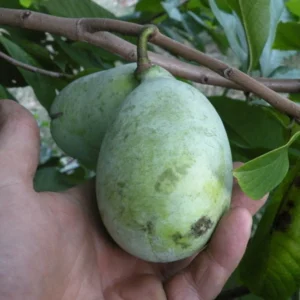 pawpaw IXL