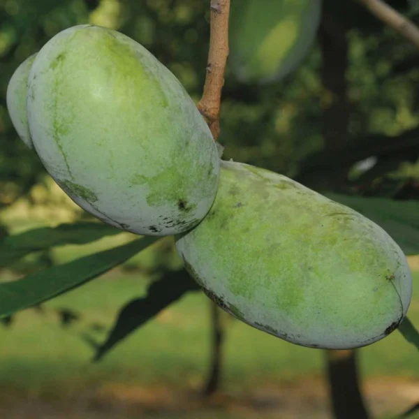 pawpaw NC1