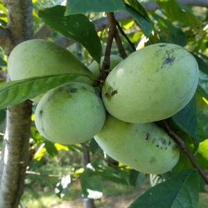 Pawpaw Tallahatchie