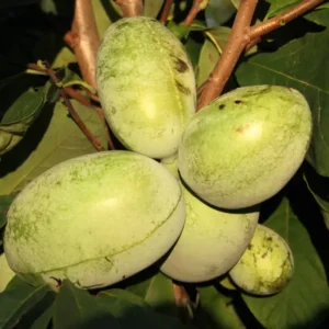 Pawpaw Georgia autofertil