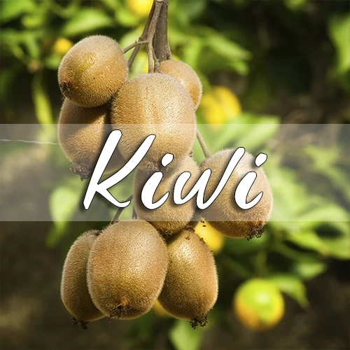 kiwi