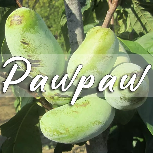pawpaw