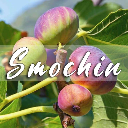 smochin