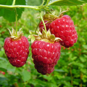 Zmeur Himbo Top – plantă remontantă la ghiveci, Pomi Exotici Zmeur Himbo Top – fructe mari roșii pe lăstar Zmeur Himbo Top – recoltă de zmeură aromată Zmeur Himbo Top – lăstari viguroși pe spalier