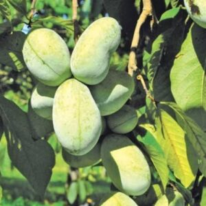 Pawpaw Mango – plantă la ghiveci, Asimina triloba, Pomi Exotici Pawpaw Mango – fruct deschis cu pulpă portocalie-gălbuie și semințe Pawpaw Mango – fructe mari verde-gălbui pe ramură Pawpaw Mango – frunze tinere ale plantei, detaliu Pawpaw Mango – ghiveci cu rădăcină protejată, gata de plantat Pawpaw Mango – pom tânăr altoit în grădină